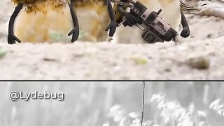 HOOTENTION - SOWLUTE! ???? (