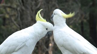 Parrot Cupple ‎