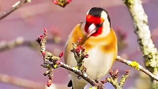 #wildlife#Beautifull Bird's #Animsle