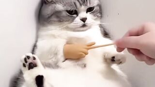 cute cat
