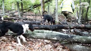 Top 100 wild boar hunts of "Boars and Hunters" SEASON 4
