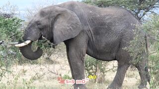 Elephant's Peaceful Walk Through the Forest