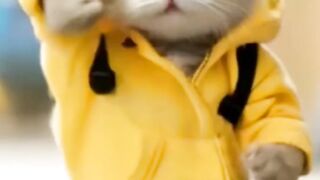 Cat dancing 3