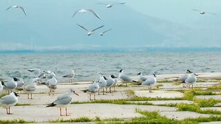 Majestic Seabirds in Flight. A Soaring Spectacle