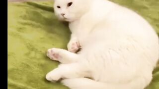funny cat 116