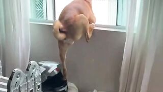 Fofoqueiro