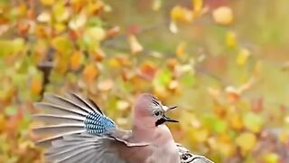 video 648