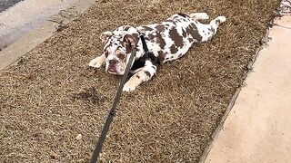 Lazy day for rulphy