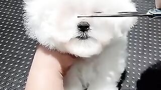 İt'is cute