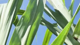 Rainbow sugar cane