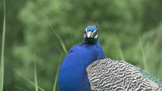 Blue beacock looking around