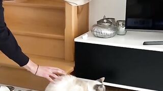 Hilarity Ensues