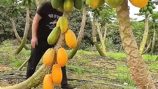 Papaya fruit 2