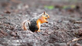 Orange and grey squirrel eating on the ground