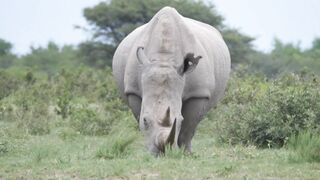 Rhinoceros eating tea leaves in a quiet forest