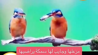 الاناث عند الزعل