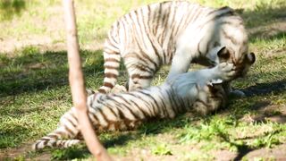 Snow Tiger Couple