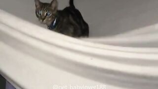 Look at the cat what he is doing ????