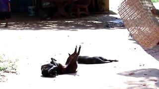 Fake Gorilla Face Scary Prank Dogs Trying Not to Laugh