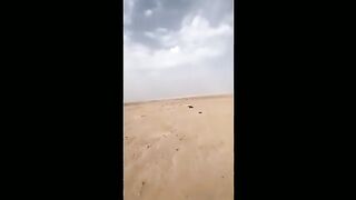 Watch a strange animal appear in the Marib desert. This animal is so strong that bullets do not affect it