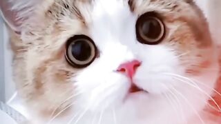 Cat vidéo funny