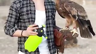العقاب الملكي 6