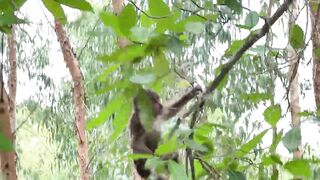 #babymonkey #Animal #Animalht #monkeys #animallovers❤️ #cocakamonkey animals #viral #monkey
