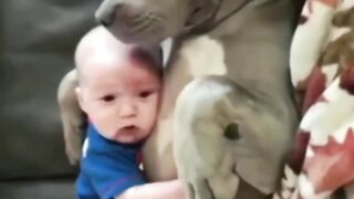 Funnypets 2