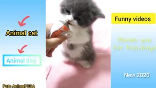 Cute pets animal USA and funny Videos Animal compilation #12