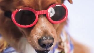 Cutest puppy Cute dogs Funny pets Animal funny dogs