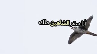 الشاهين