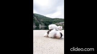 Cute Puppy fights cut kitten. who wins....