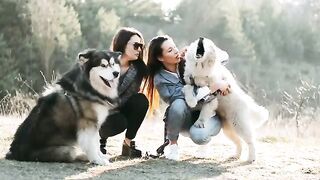 Cute dog pets animal shelter