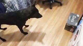 Animals funny video compilation best