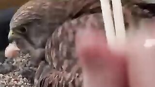 Le faucon adopté