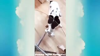 Super Funny Dog Videos_ Funny Pets Animal _ Funny Dog Compilation (Most Popular)