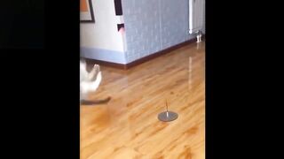 Cute and Funny Pets _ Animal Compilation