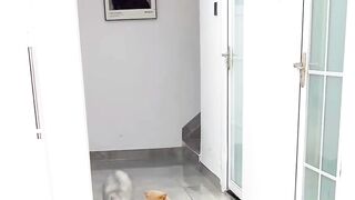 What are you doing cat?
