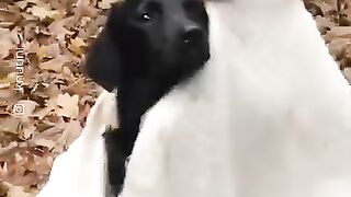 Chien aimant