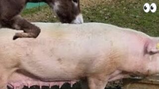donkey and the pig are animals, but discover the amazing truth! donkey and pig