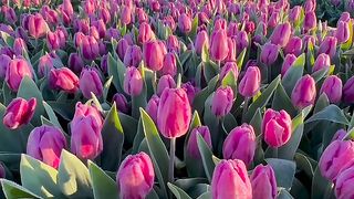 The flowers 2
