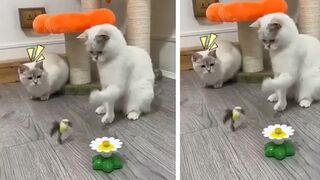 Wow! This Keeps My Cat Entertained for Hours!