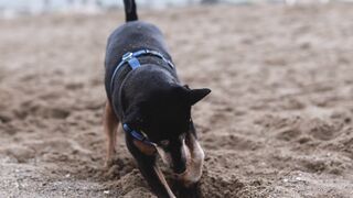 Funny dog 60