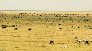 animal video#khan 12