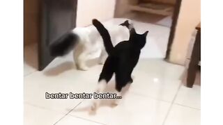 How much chil cat?