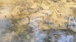 (survival) Pengecekan ikan yang akan di diserang