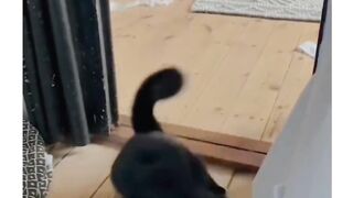 Videos cat cute