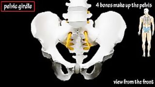 Bones Of The Hip