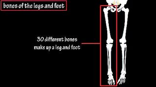 Bones Of The Legs And Feet