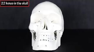 Bones Of The Skull Labeled